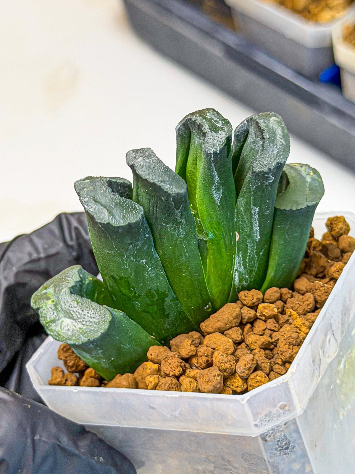 Haworthia Green Fall (wa7) (14) | Rare Hybrids