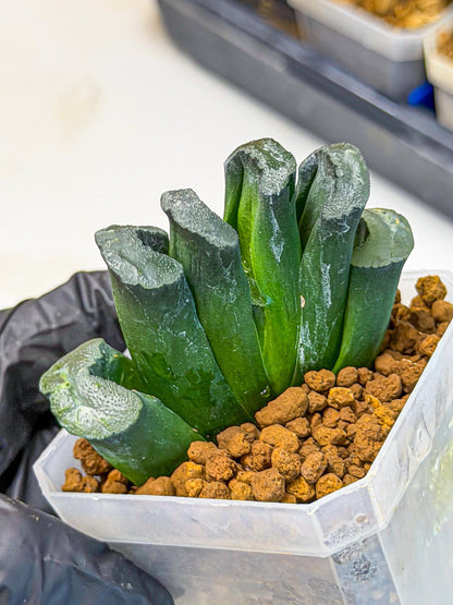 Haworthia Green Fall (wa7) (14) | Rare Hybrids