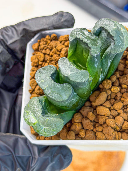 Haworthia Green Fall (wa7) (14) | Rare Hybrids