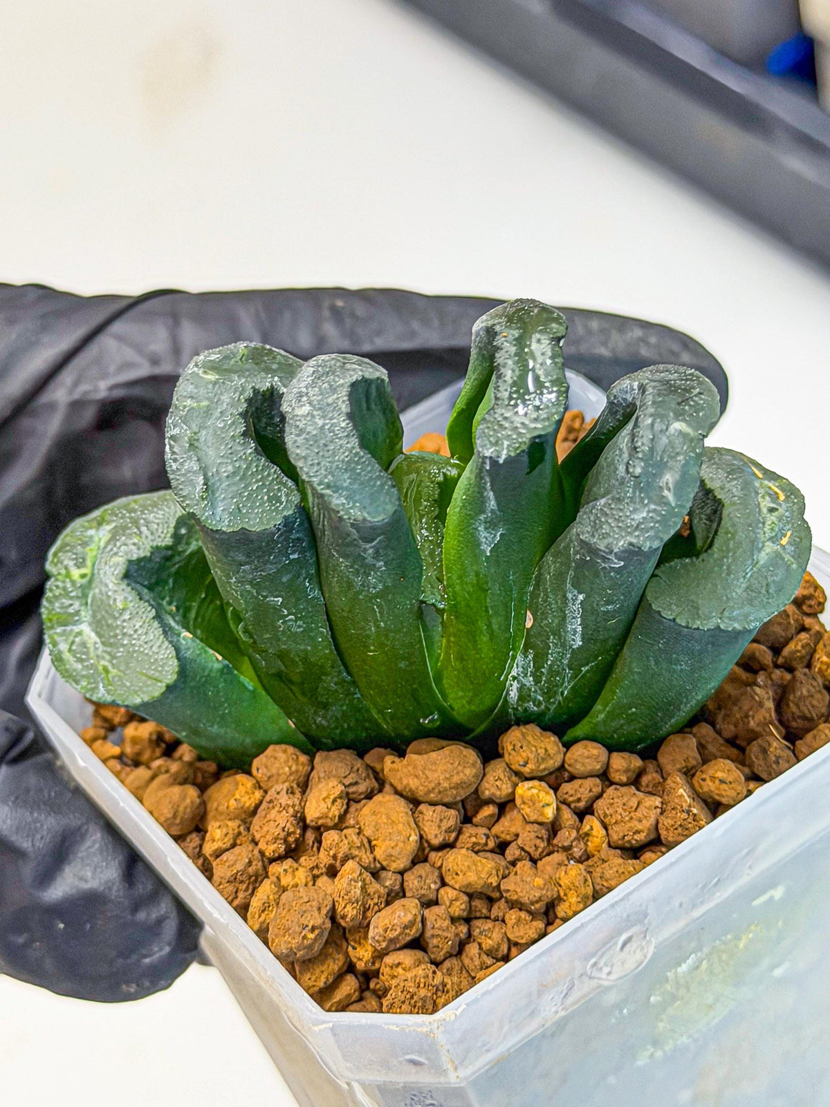 Haworthia Green Fall (wa7) (14) | Rare Hybrids