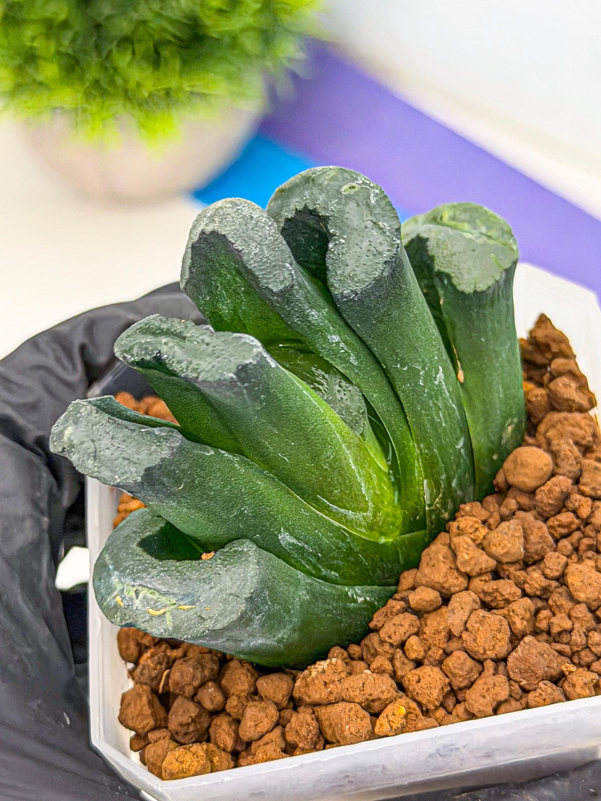 Haworthia Green Fall (wa7) (14) | Rare Hybrids
