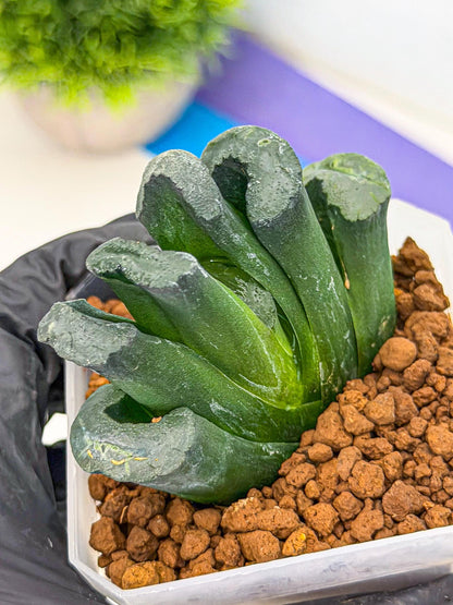 Haworthia Green Fall (wa7) (14) | Rare Hybrids