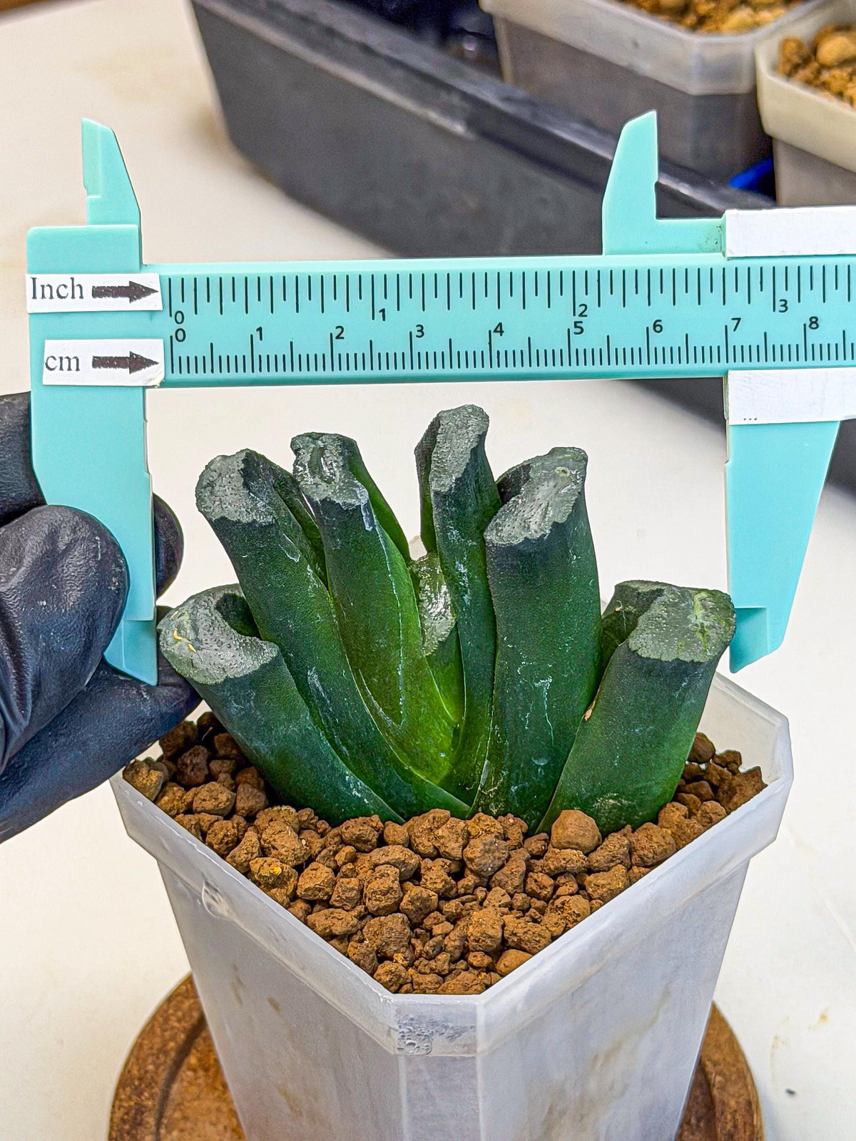 Haworthia Green Fall (wa7) (14) | Rare Hybrids