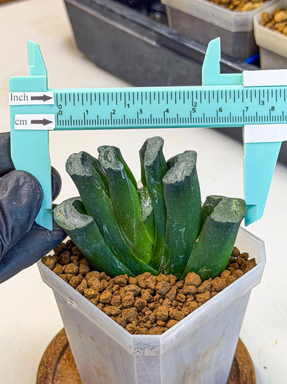 Haworthia Green Fall (wa7) (14) | Rare Hybrids