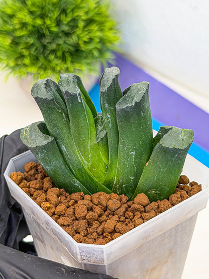 Haworthia Green Fall (wa7) (14) | Rare Hybrids