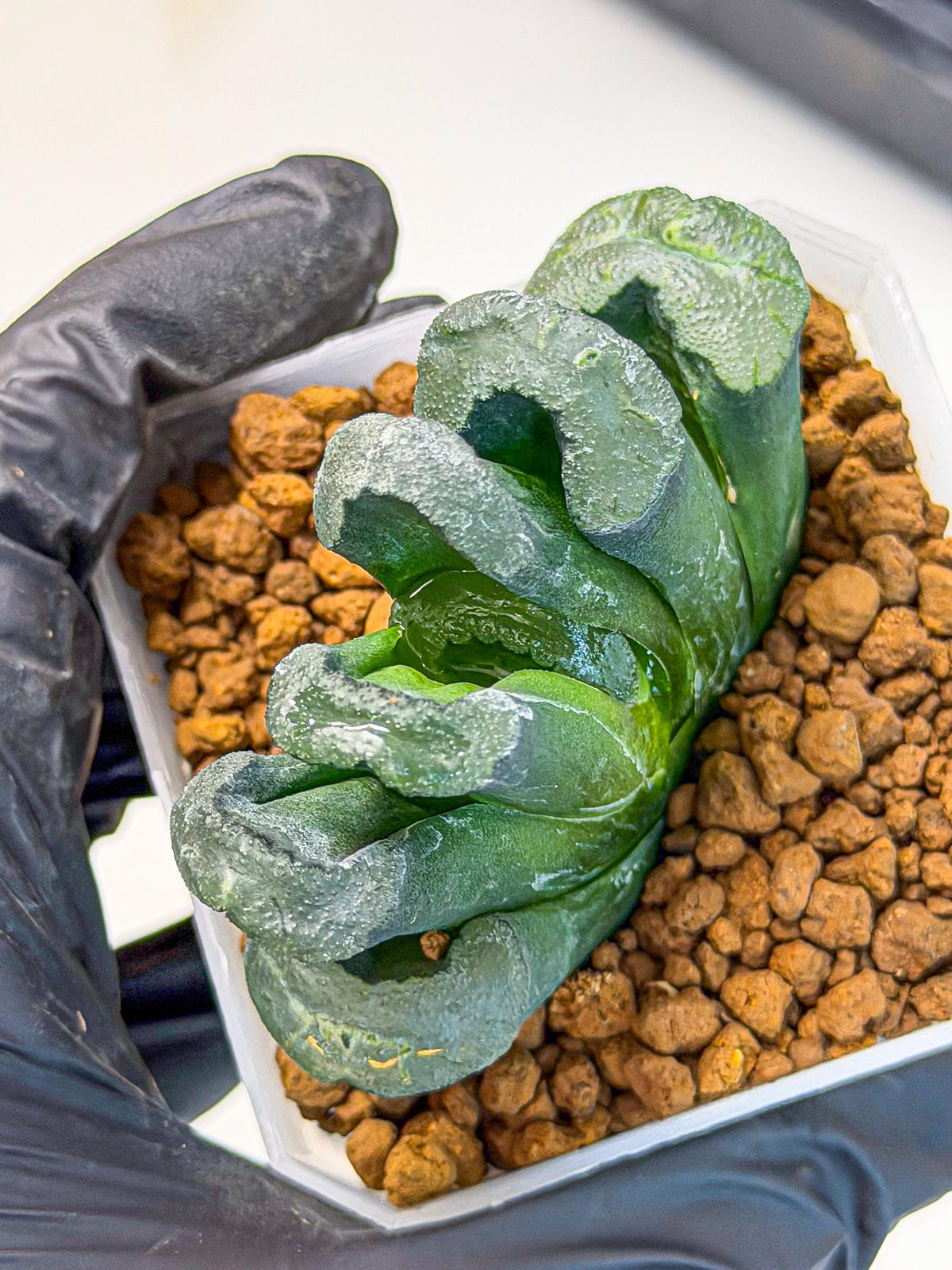 Haworthia Green Fall (wa7) (14) | Rare Hybrids