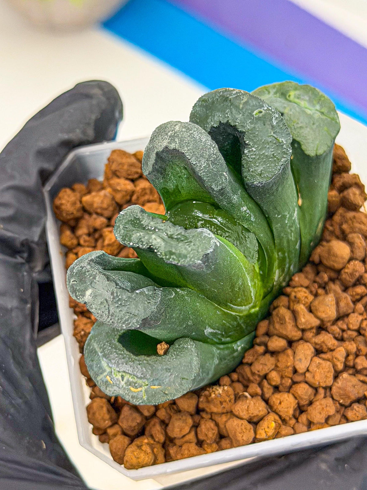Haworthia Green Fall (wa7) (14) | Rare Hybrids