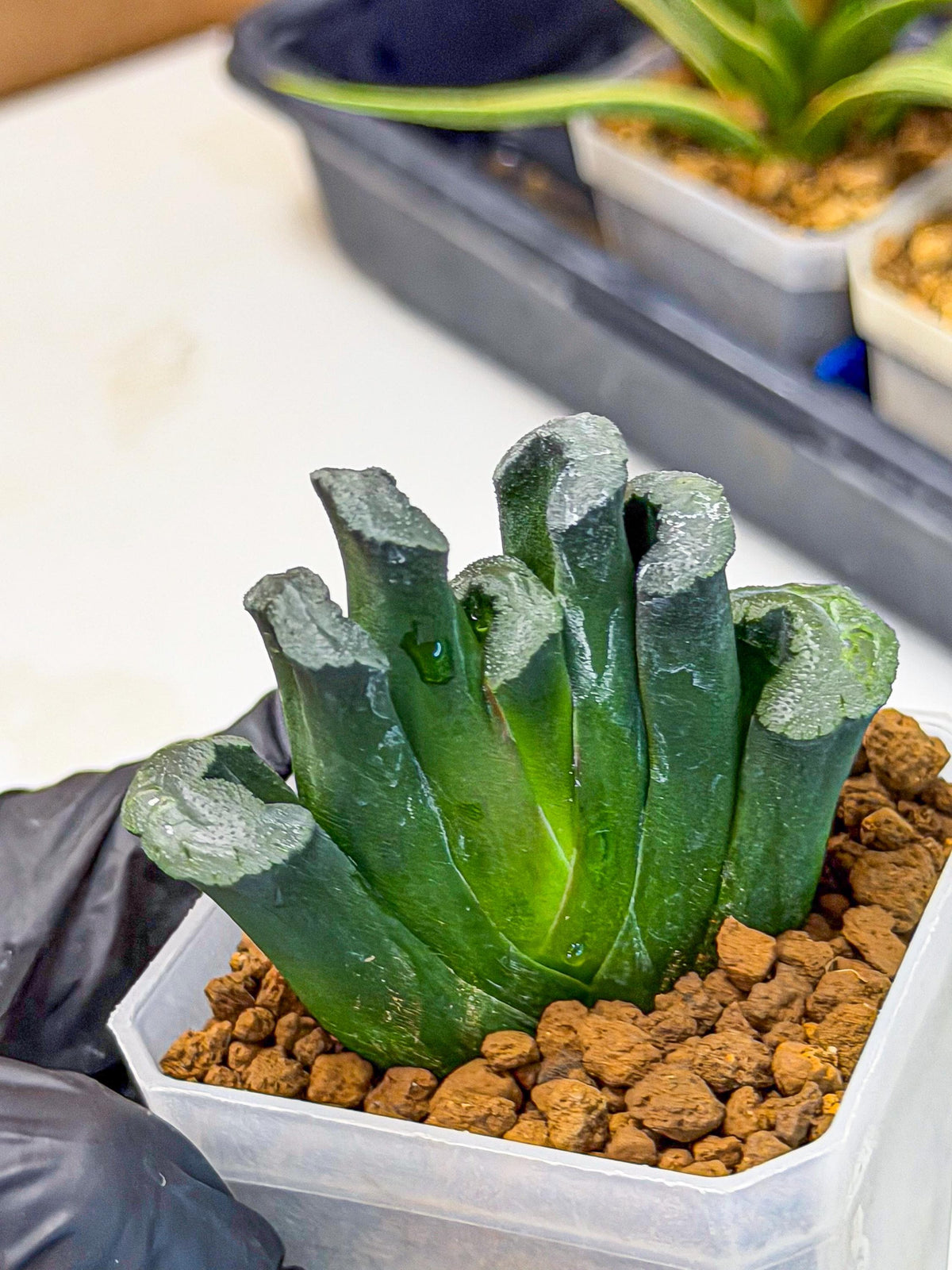 Haworthia Green Fall (wa7) (15) | Rare Hybrids