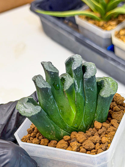 Haworthia Green Fall (wa7) (15) | Rare Hybrids