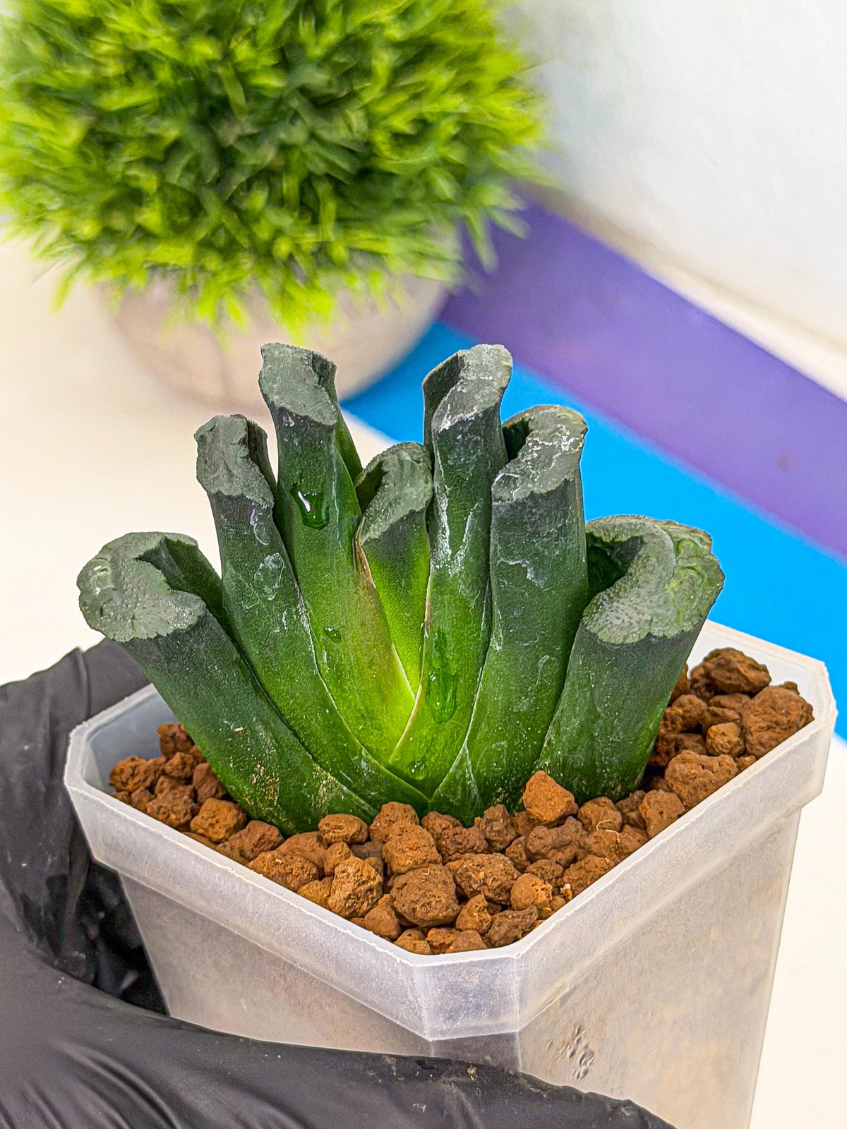 Haworthia Green Fall (wa7) (15) | Rare Hybrids