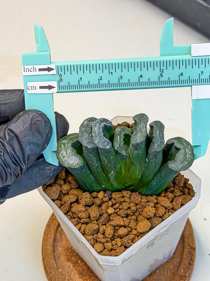 Haworthia Green Fall (wa7) (15) | Rare Hybrids