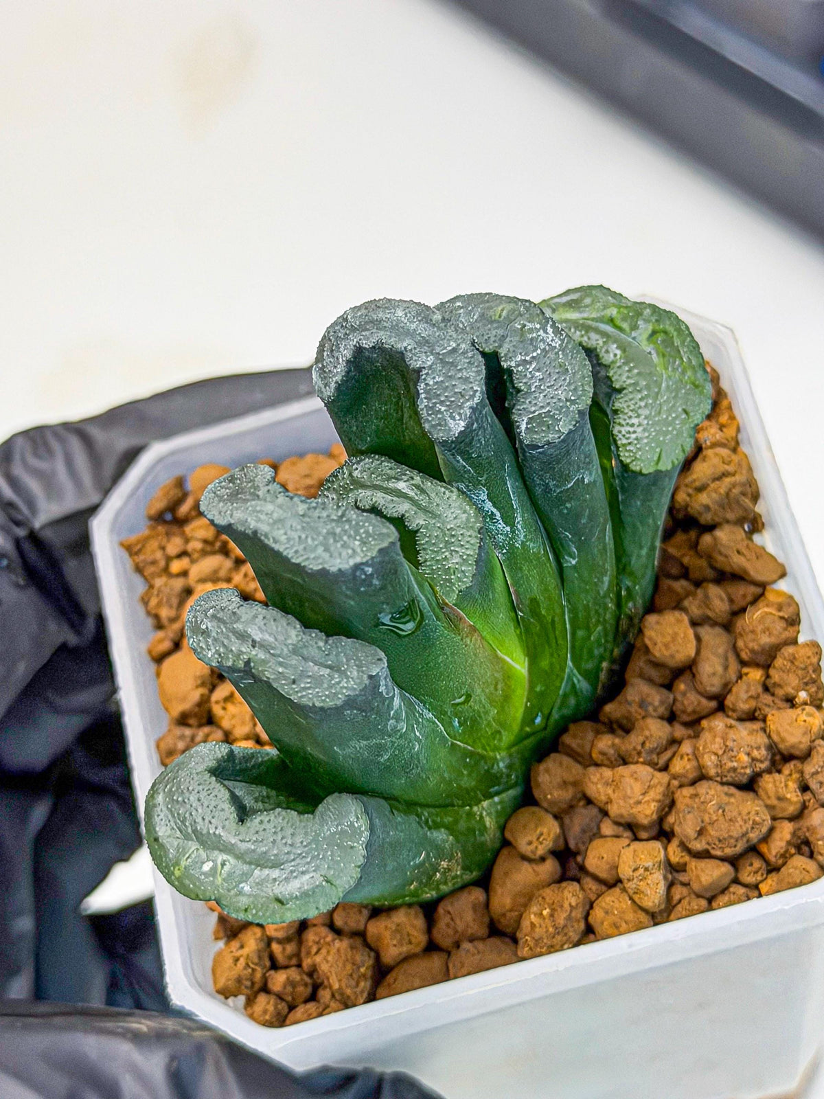 Haworthia Green Fall (wa7) (15) | Rare Hybrids