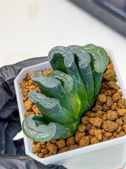 Haworthia Green Fall (wa7) (15) | Rare Hybrids