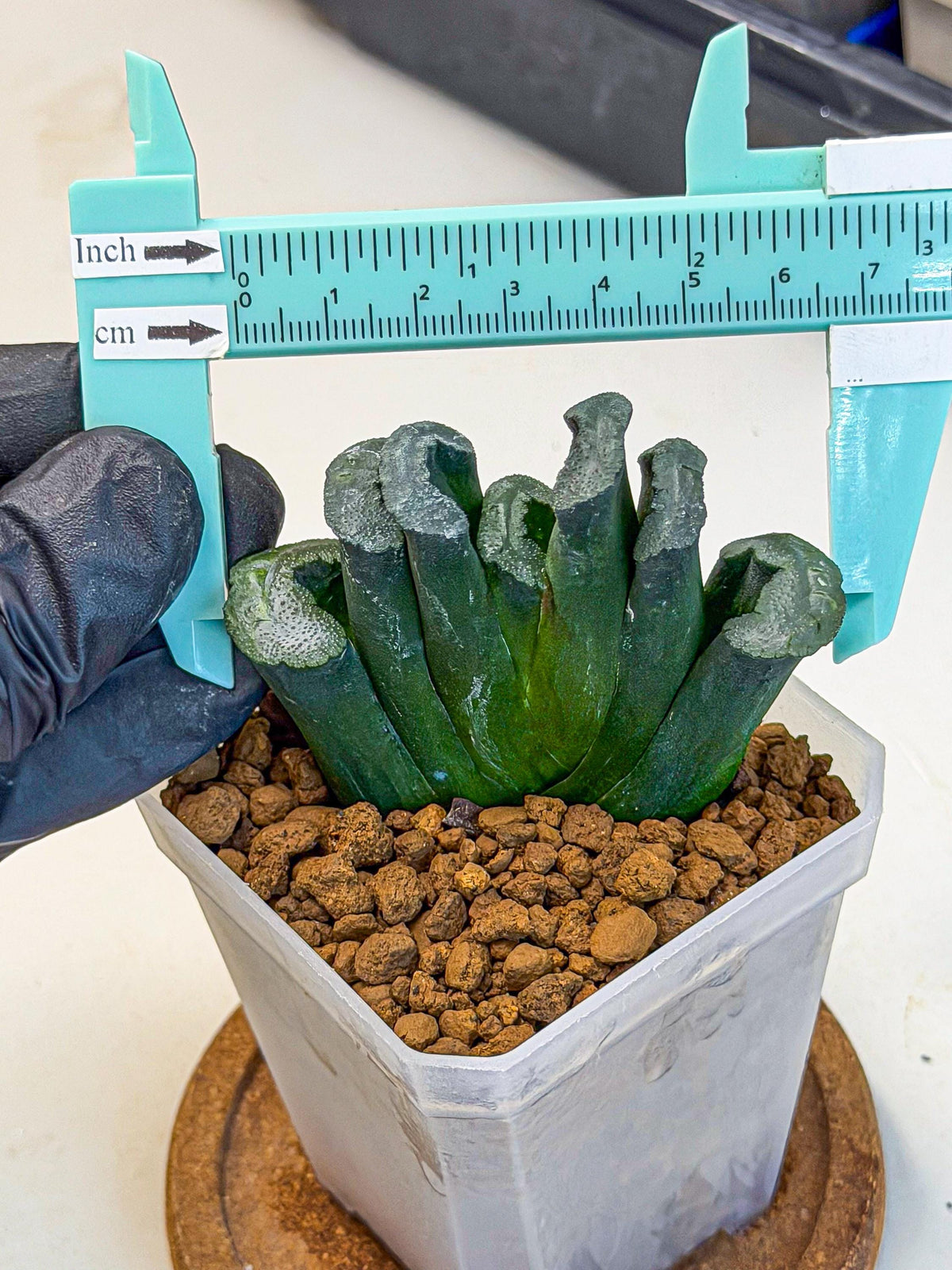 Haworthia Green Fall (wa7) (15) | Rare Hybrids