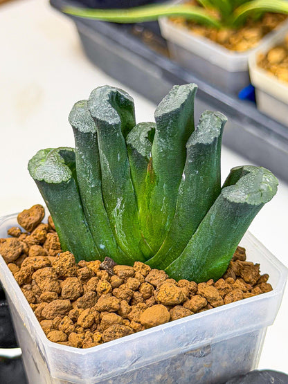 Haworthia Green Fall (wa7) (15) | Rare Hybrids