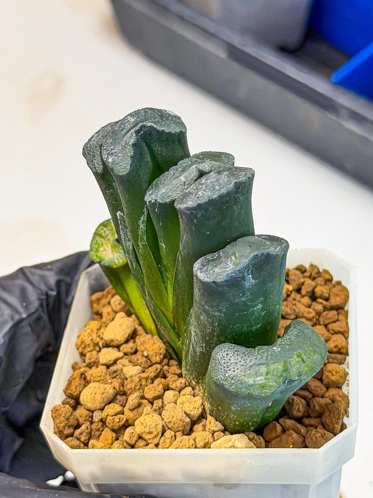 Haworthia Green Fall (wa7) (16) | Rare Hybrids