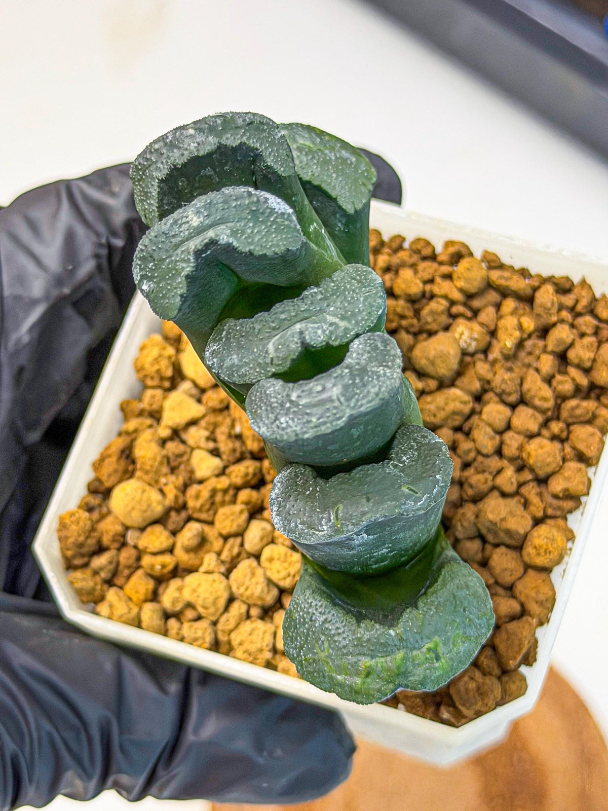 Haworthia Green Fall (wa7) (16) | Rare Hybrids