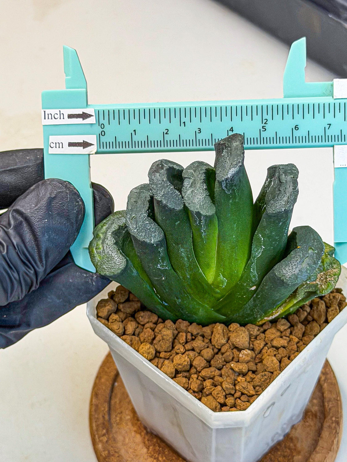 Haworthia Green Fall (wa7) (16) | Rare Hybrids