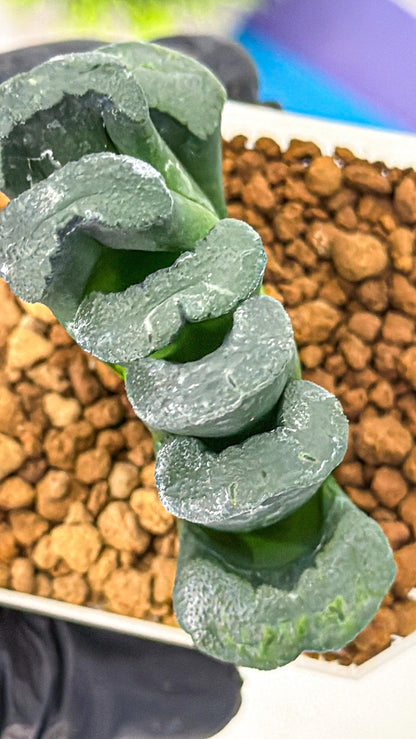 Haworthia Green Fall (wa7) (16) | Rare Hybrids