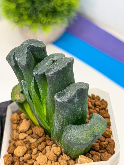 Haworthia Green Fall (wa7) (16) | Rare Hybrids