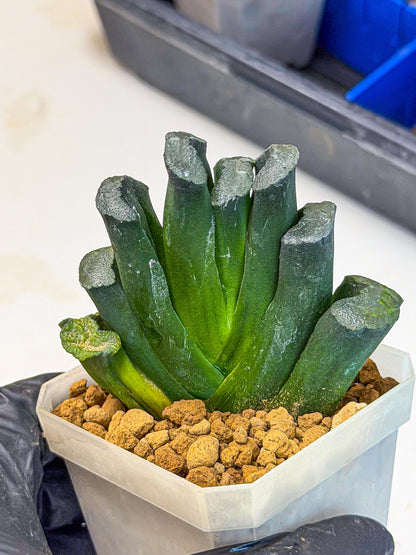 Haworthia Green Fall (wa7) (16) | Rare Hybrids
