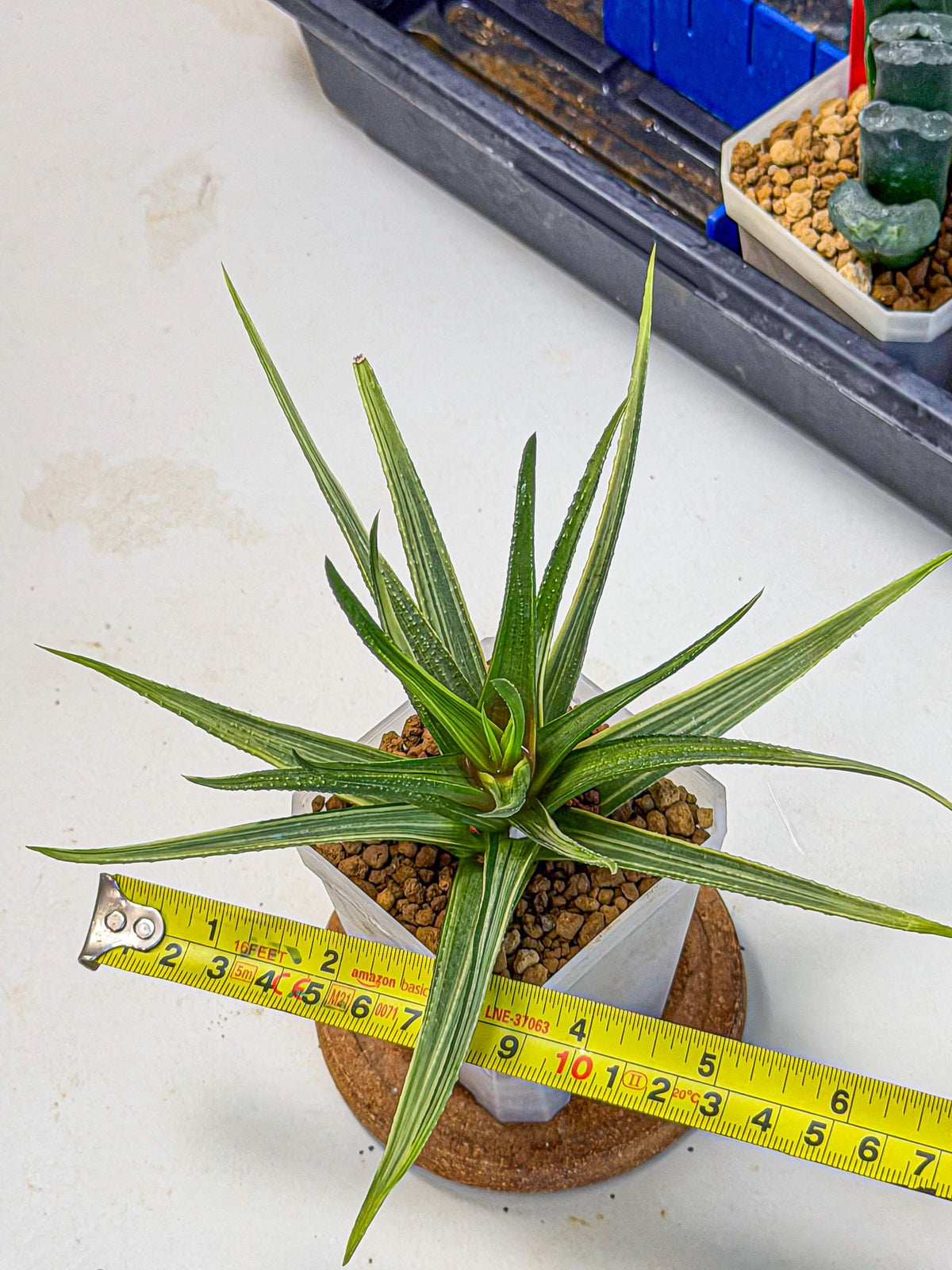 Haworthia Aura (wa7) (17) | Rare Hybrids