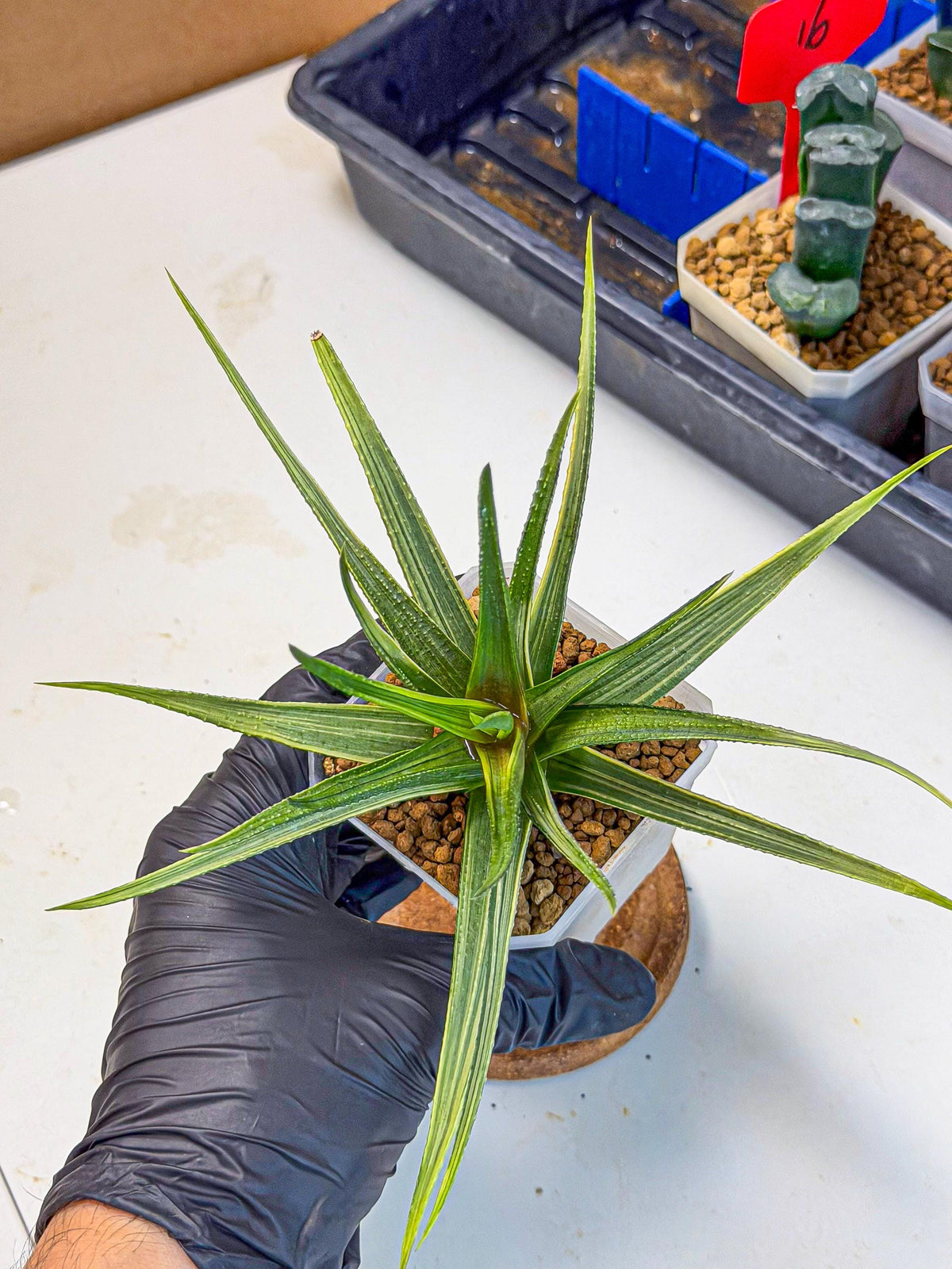 Haworthia Aura (wa7) (17) | Rare Hybrids