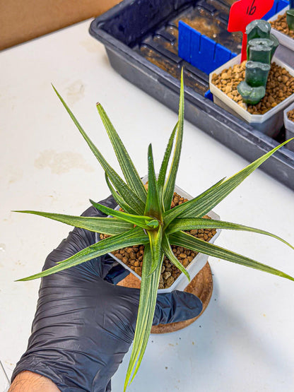 Haworthia Aura (wa7) (17) | Rare Hybrids