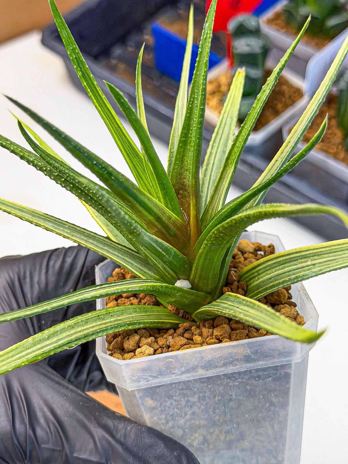 Haworthia Aura (wa7) (17) | Rare Hybrids