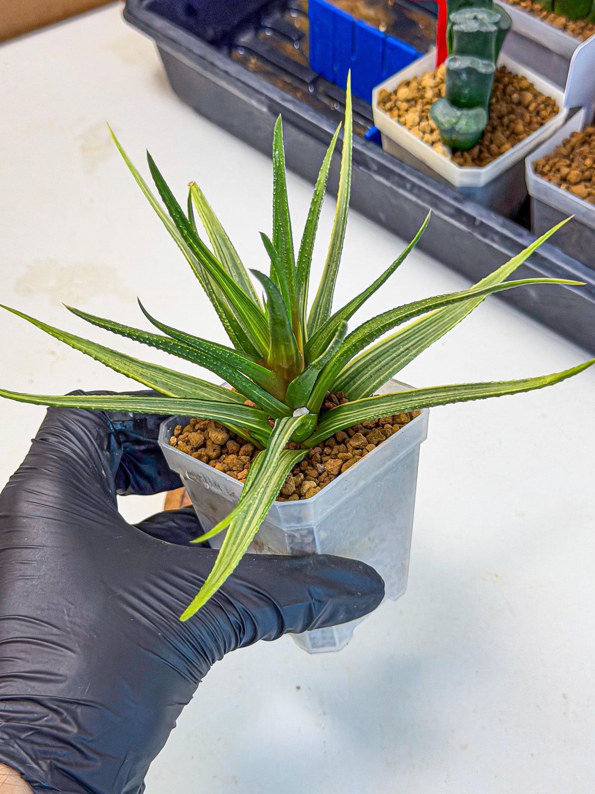 Haworthia Aura (wa7) (17) | Rare Hybrids