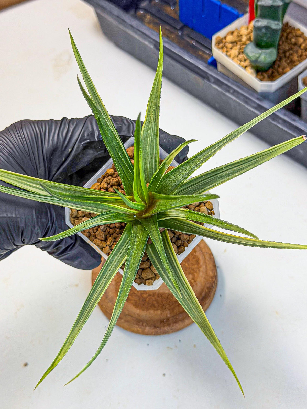 Haworthia Aura (wa7) (17) | Rare Hybrids