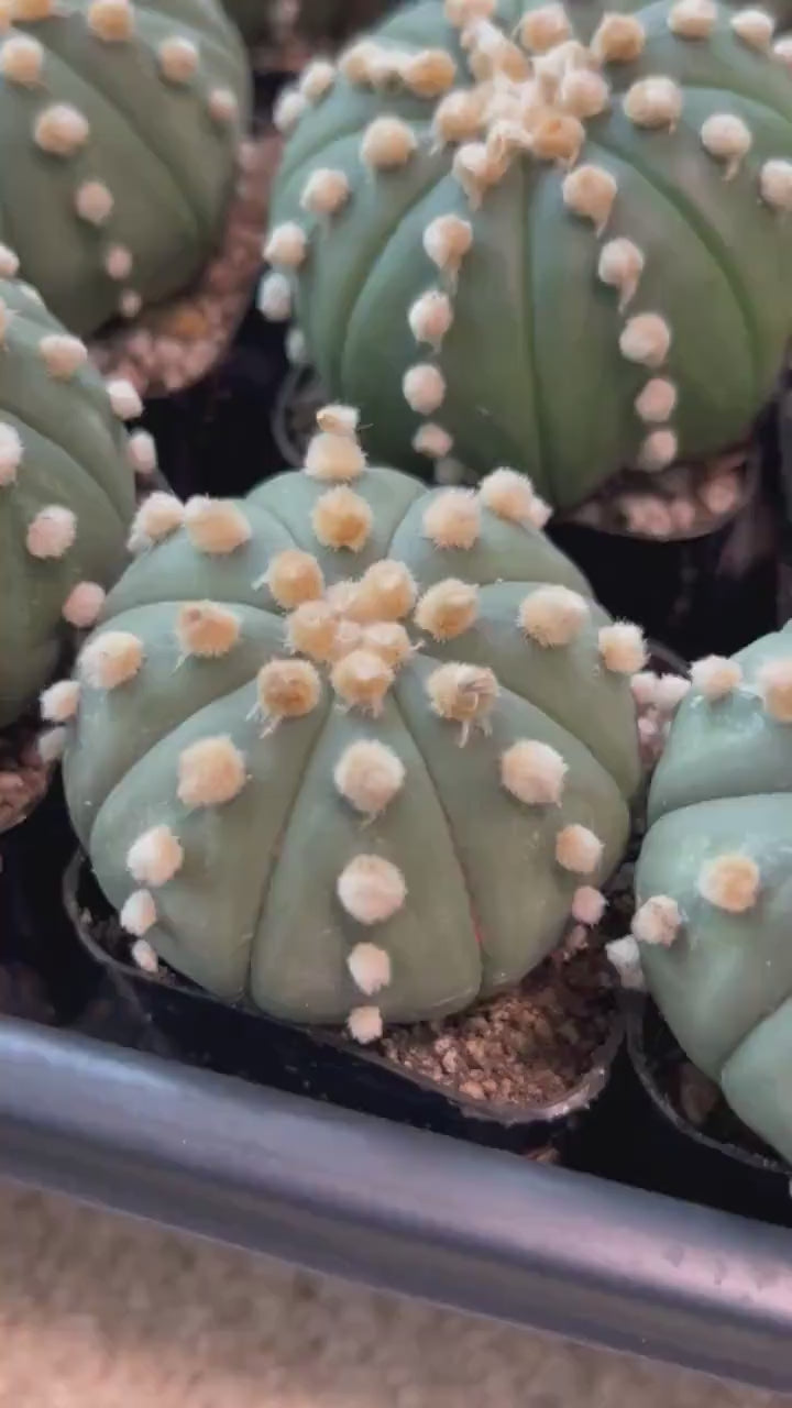 Cactus Astro Oobito | Very Rare From Japan | succulent Cactus | Echeveria | succulents