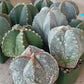 Large Astro Cactus Fukuryu Kabuto (#XL1) | Very Rare From Japan | Myriostigma Cactus | Echeveria