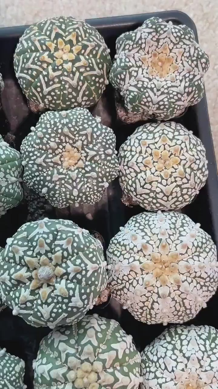 Cactus Astro SUPERKABUTO (#Ti15~27) | Rare From Japan | succulent | 2.5~3.1+ Inch