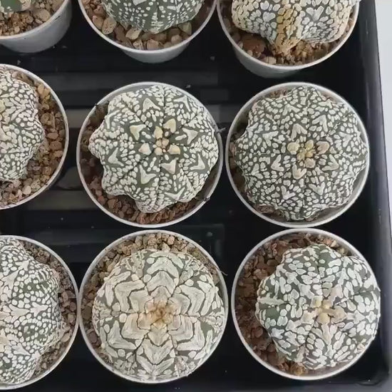 Custom Order- We’ll send you the exact live plant pictured (T3) (o4) | Vegas Seller | 3" Pot