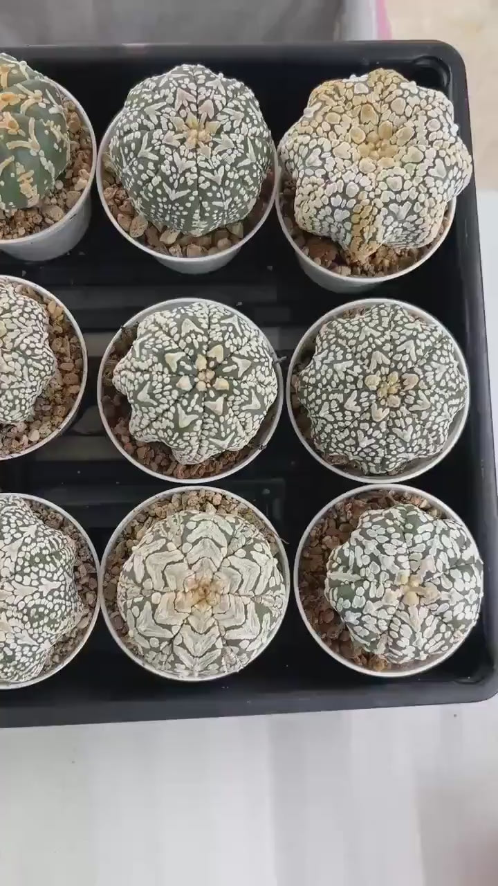 Custom Order- We’ll send you the exact live plant pictured (T3) (o4) | Vegas Seller | 3" Pot