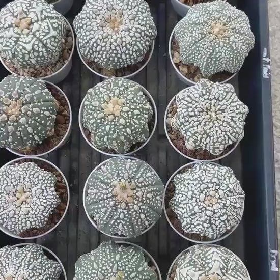 Custom Order- You will get the exact plant (T2) (B3) | USA Plant Seller | 3" Pot