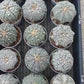 Custom Order- You will get the exact plant (T2) (B3) | USA Plant Seller | 3" Pot