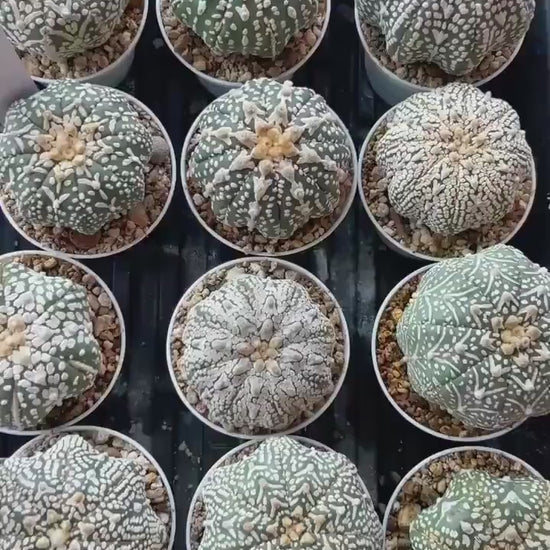 Astrophytum V-Type (#T1G4) | Imported From Japan/korea | 3" Pot