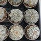 Custom Order- We’ll send you the exact live plant pictured (T3) (G5) | USA Plant SHOP | 3" Pot
