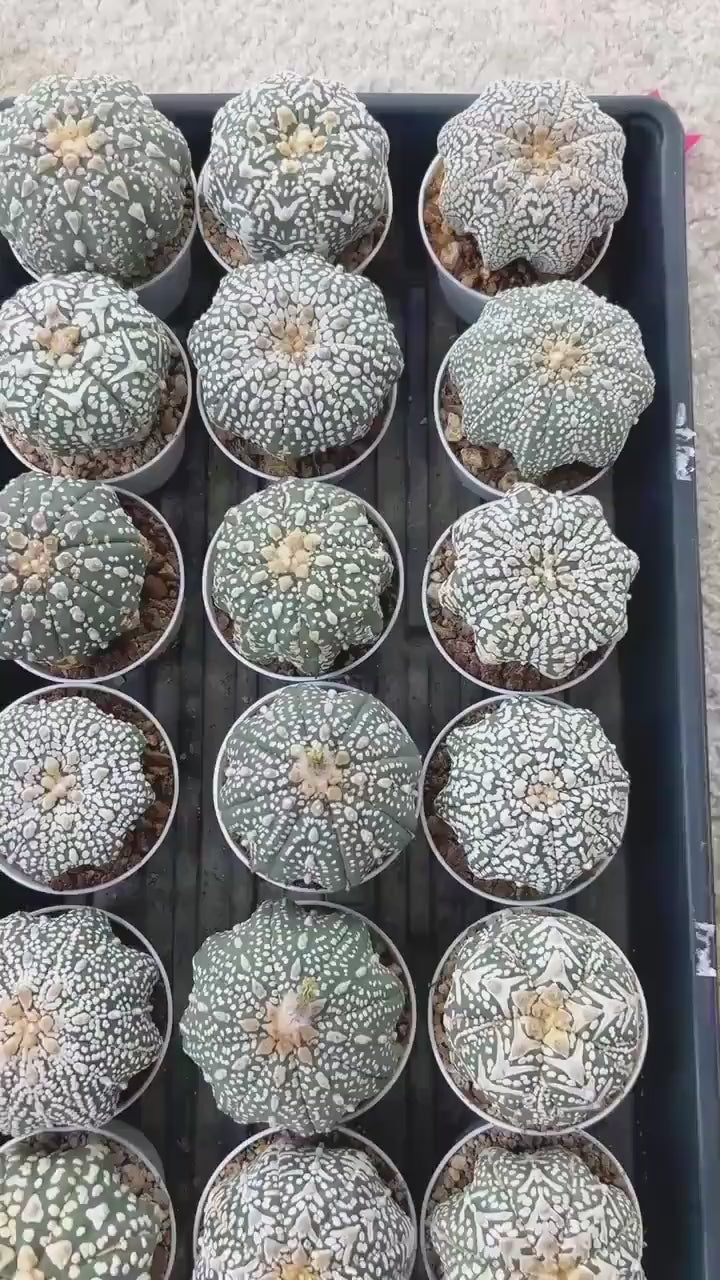 Custom Order- We’ll send you the exact live plant pictured (T2) (B1) | NEVADA Plant Seller | 3" Pot