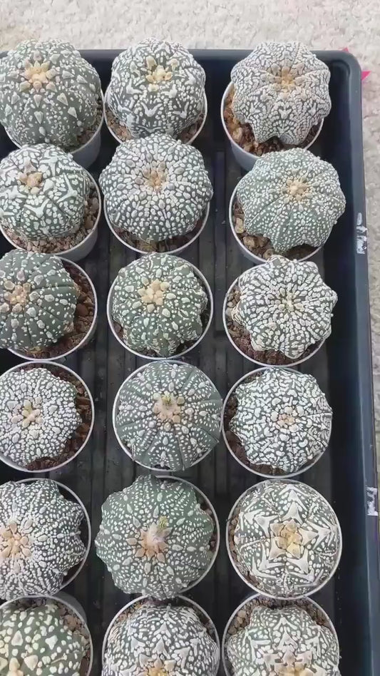 Custom Order- We’ll send you the exact live plant pictured (T2) (B1) | NEVADA Plant Seller | 3" Pot