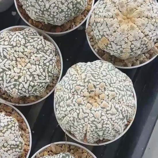 Custom Order- We’ll send you the exact live plant pictured (T10) (b2) | Las Vegas Plant Shop | 3" Pot