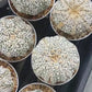 Custom Order- We’ll send you the exact live plant pictured (T10) (b2) | Las Vegas Plant Shop | 3" Pot