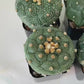 Kikko Astrophytum Cactus | Very Rare From Japan | succulent | In 2Inch planter