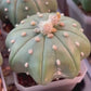 Cactus Astro StarShape Nudum (#S) | Very Rare From Japan | Echeveria | succulents