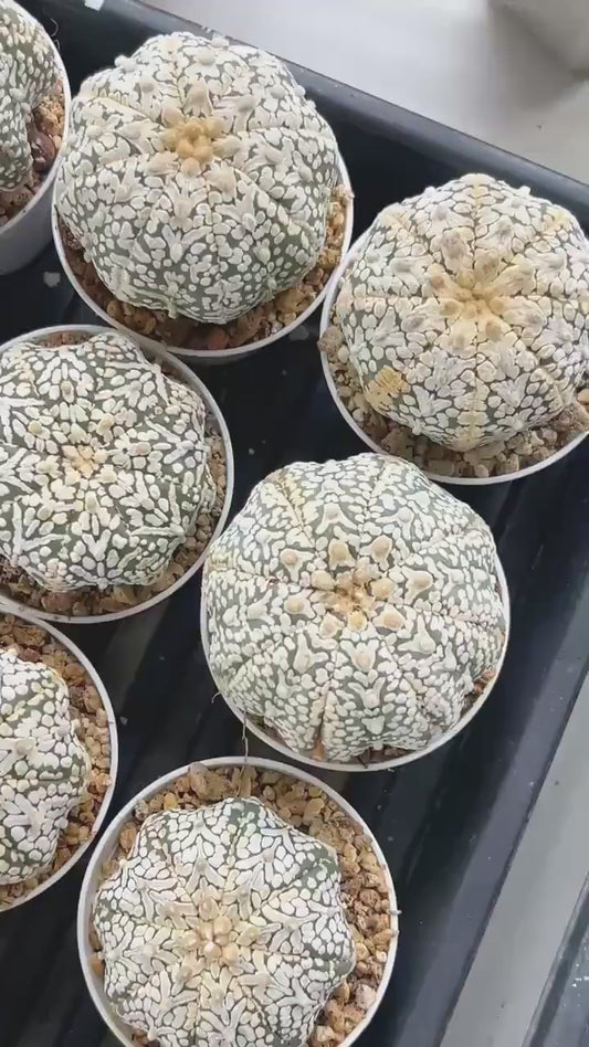 Custom Order- We’ll send you the exact live plant pictured (T10) (p2) | Las Vegas Plant Shop | 3" Pot