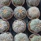 Astrophytum V-Type (#T1G3) | Nevada Botanical Shop | 3" Pot