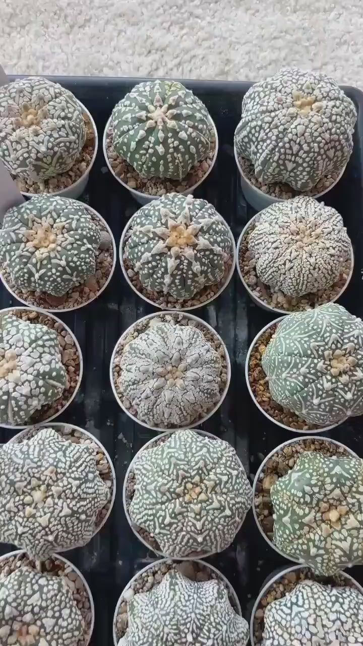 Astrophytum V-Type (#T1G3) | Nevada Botanical Shop | 3" Pot