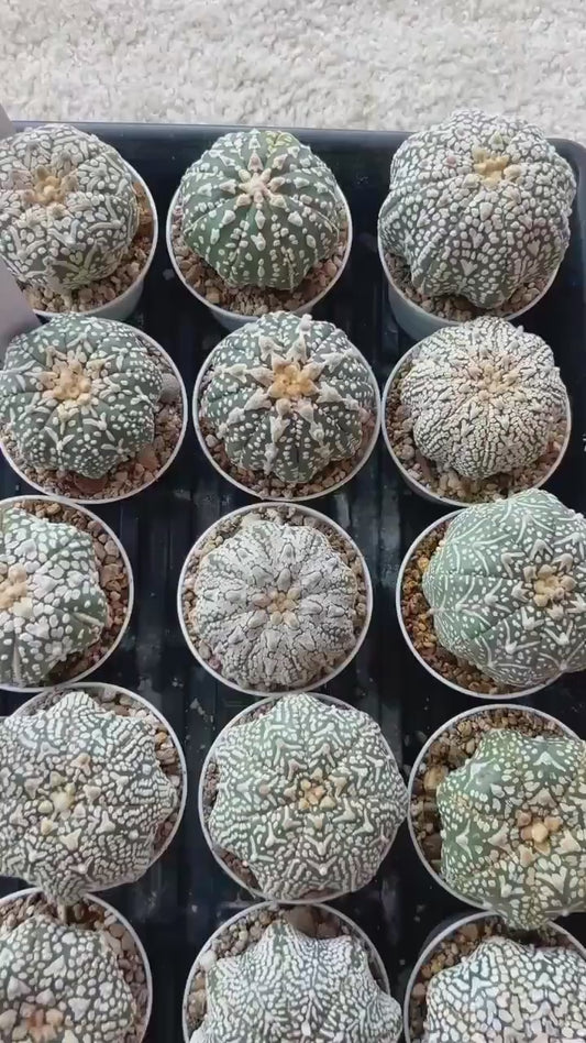 Astrophytum V-Type (#T1G3) | Nevada Botanical Shop | 3" Pot